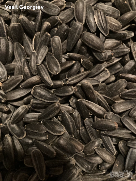 продавам сланчоглед за чоплене, снимка 1