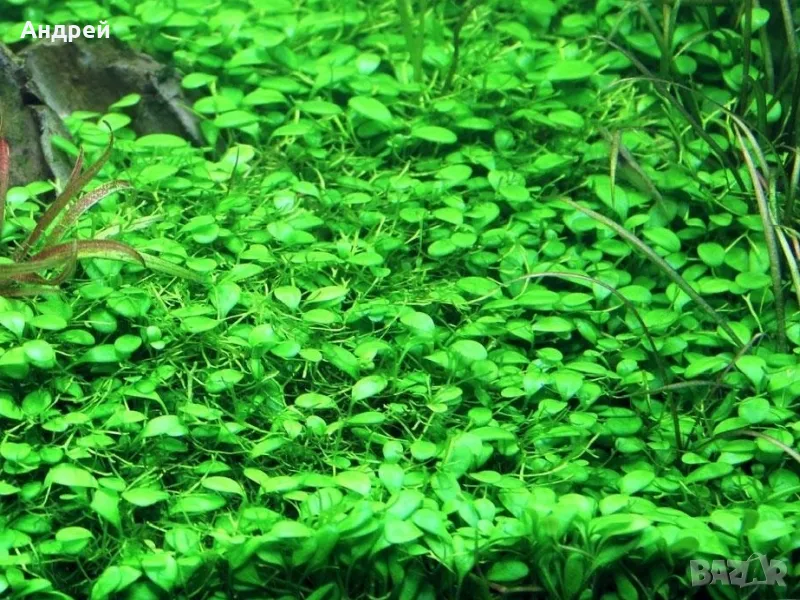 Glossostigma elatinoides, снимка 1