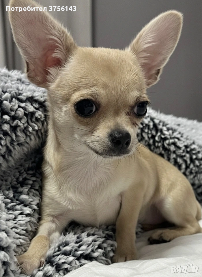 Мини Чихуахуа Момиченце Топ, снимка 1