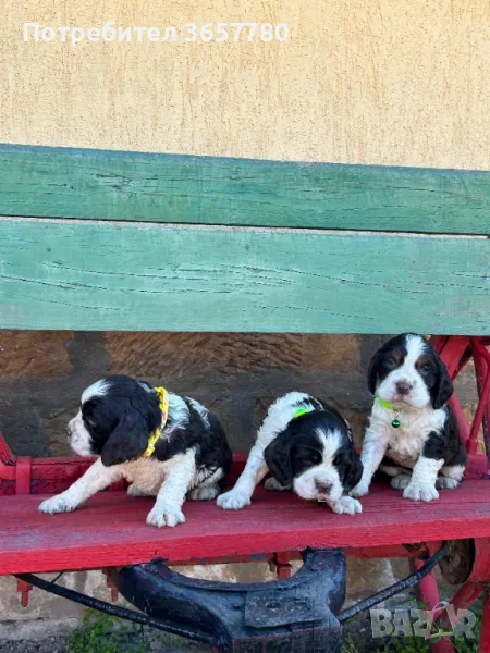 ШПРИНГЕР ШПАНОЛИ, снимка 1