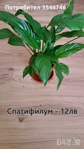 Спатифилум , снимка 1