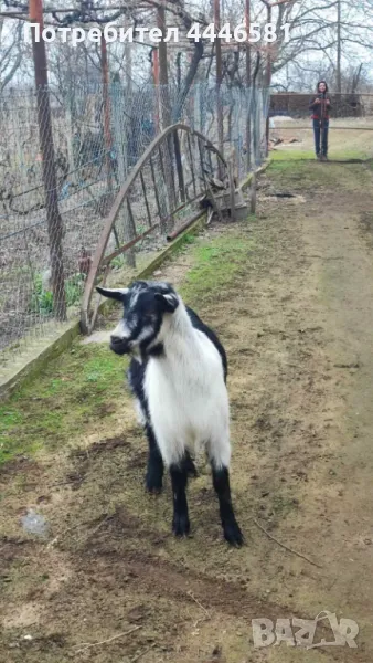 Коза и яре, снимка 1