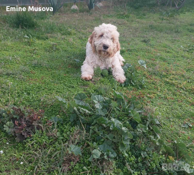 Кокер , снимка 1