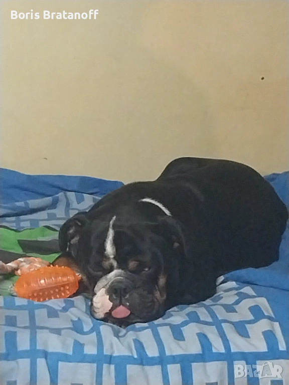 продавам породист женски английски булдог (трицветен - рядък цвят), снимка 1