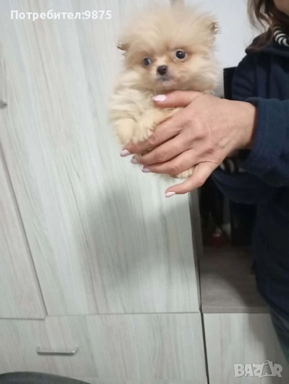 Продавам померан, снимка 1