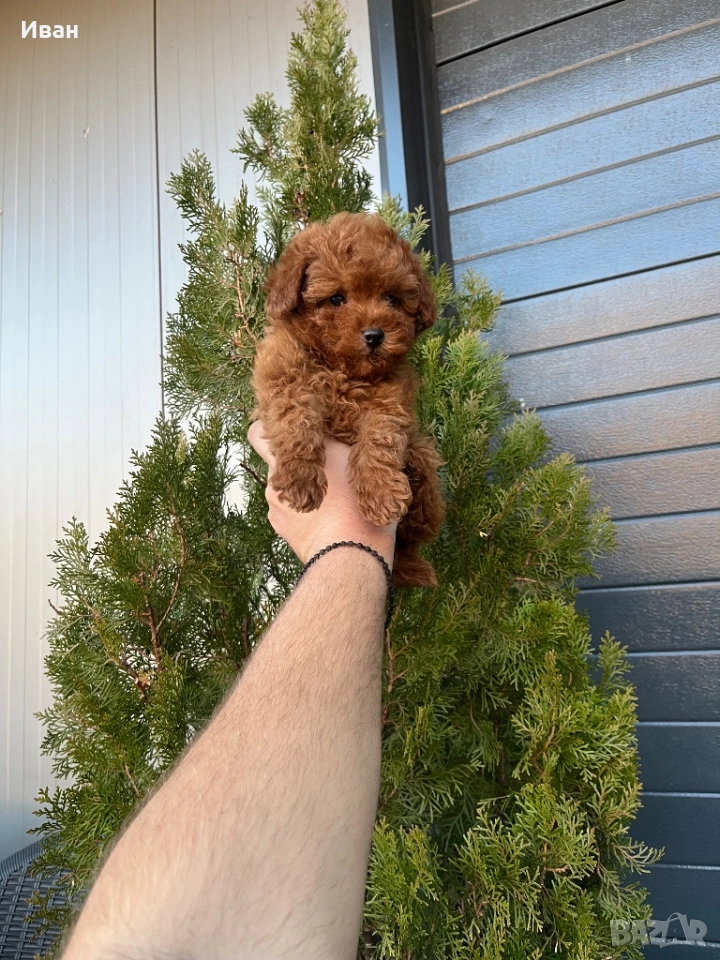 Той пудел, снимка 1