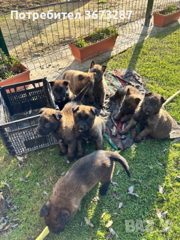 Белгийска овчарка малиноа, снимка 3 - Белгийска овчарка - 52822015