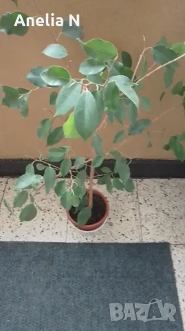 Бенджамин, снимка 2 - Стайни растения - 42634007