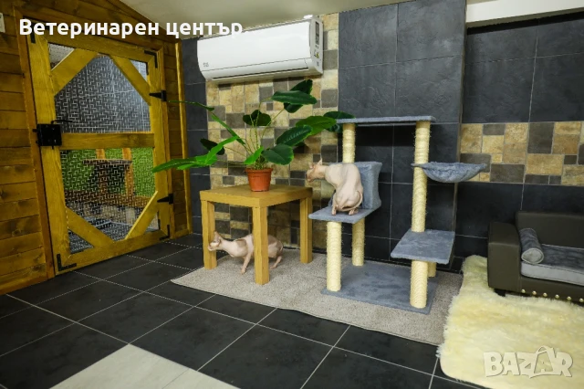 Хотел за котки Уговет , снимка 15 - Ветеринари и услуги - 49763338