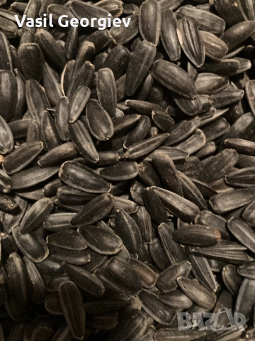 продавам сланчоглед за чоплене