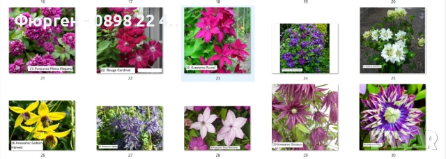 Клематис налични 33 вида, снимка 4 - Разсади - 48740880