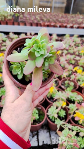 Седум палмери, Sedum palmeri, студоустойчив , снимка 8 - Градински цветя и растения - 53251451