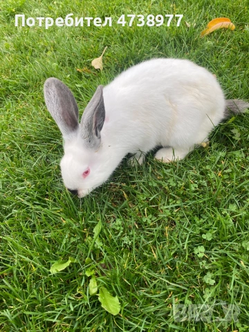 Зайци , снимка 15 - Други животни - 53488376