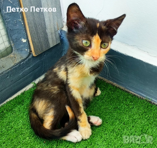Подарявам малко шарено котенце, снимка 5 - Други - 52611406