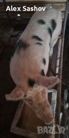 Свиня майка , снимка 5 - Прасета - 53124090