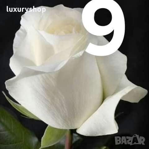 Корени готови за засаждане ” Черна Роза”, " Нефрит ", " Дъгова " внос Холандия, сертифицирани, снимка 6 - Градински цветя и растения - 32796152