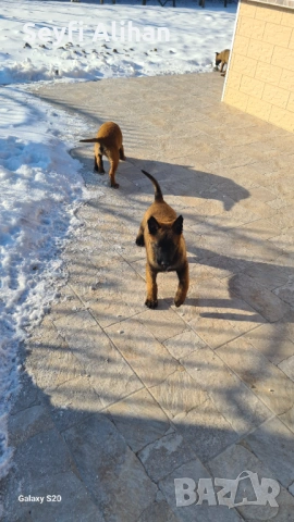 Малиноа, снимка 10 - Белгийска овчарка - 53192707