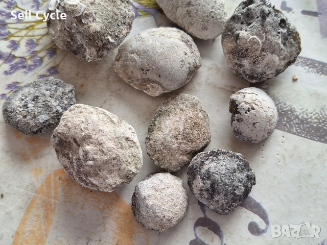 ✅ФОСИЛИ НА МИДИ - ПРОВАДИЯ❗, снимка 3 - Колекции - 53431758