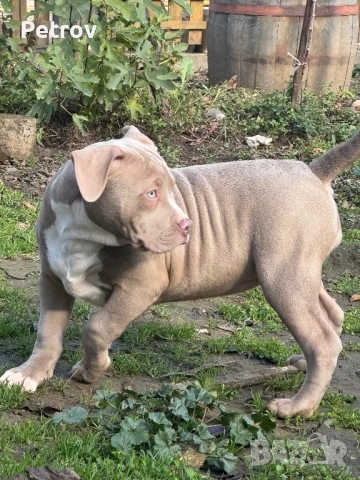 Американско були, снимка 5 - Питбул - 51911928