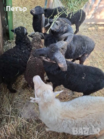 Продавам шутлански овце 