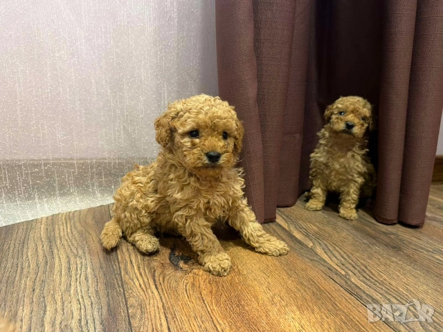 Пудел той , снимка 4 - Пудели - 52500151