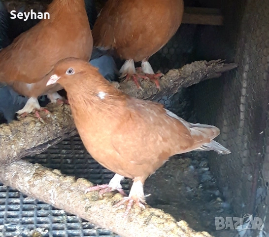 Гълъби мардини , снимка 2 - Гълъби - 53018538