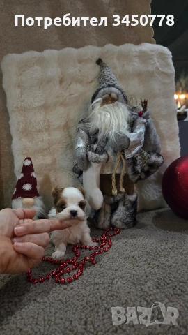 мини йоркшири бяли, снимка 2 - Йоркширски териер - 52826082