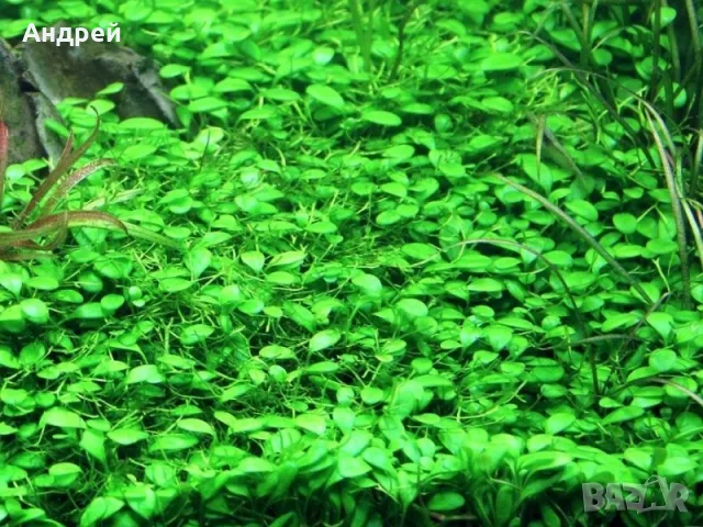 Glossostigma elatinoides