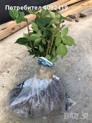 Разсад къпини сорт Джъмбо без бодли, снимка 4 - Разсади - 49694671