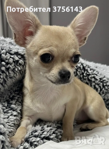 Мини Чихуахуа Момиченце Топ