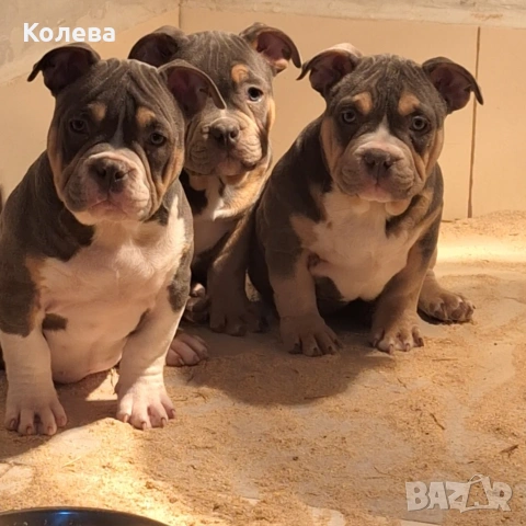 ТОП Американско були ПОКЕТ трикольор, снимка 3 - Други - 53453267