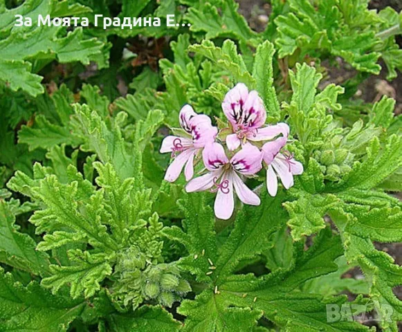 Индрише, снимка 2 - Градински цветя и растения - 49494070