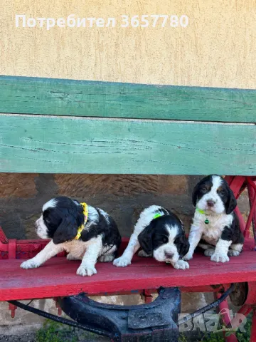 ШПРИНГЕР ШПАНОЛИ, снимка 1