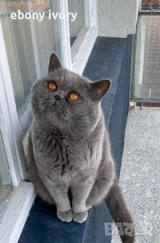 Мъжки късокосмест британски котарак предлага заплождане на женски , снимка 5 - Британска късокосместа - 53141990