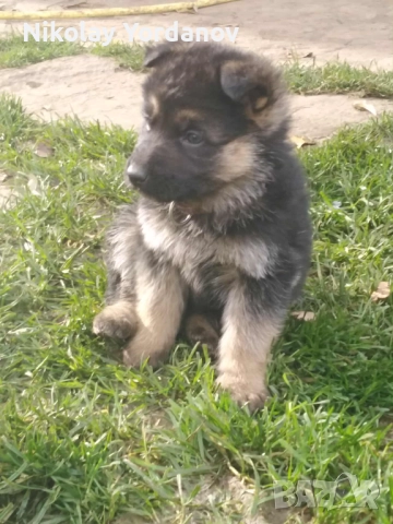 Немски овчарки на 2 месеца, снимка 2 - Немска овчарка - 52717798
