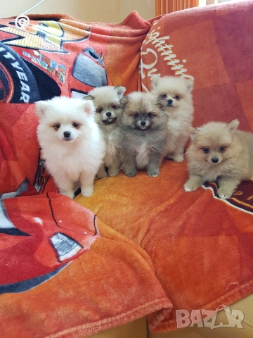 Померан померани померанчета Гр. София