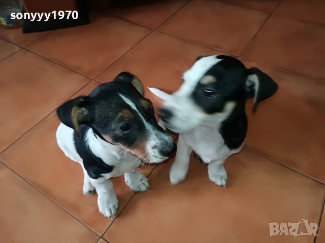 ДЖАК-МОМИЧЕ 6 МЕСЕЦА 0305221616, снимка 2 - Джак ръсел териер - 36645526