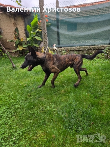 белгийска овчарка малиноа , снимка 3 - Белгийска овчарка - 52102311