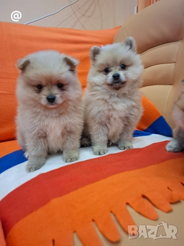 Померан померанчета Гр. София, снимка 7 - Померан - 52597069