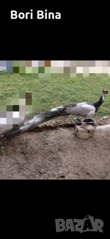 Пауни опал Арлекин , снимка 2 - други­ - 52450701