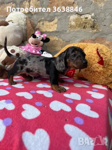 Дакел мини, снимка 3 - Дакели - 49636216