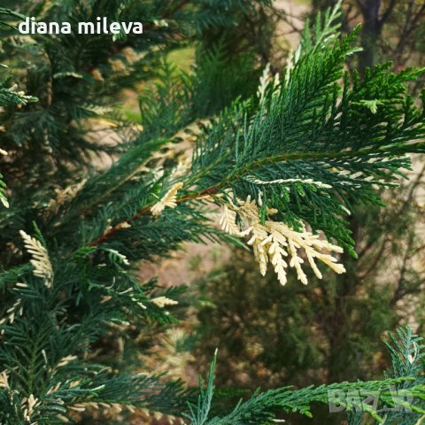 Кипарис Лейланди вариегатно, (Cupressocyparis leylandii 'Variegata'), снимка 6 - Градински цветя и растения - 43302260