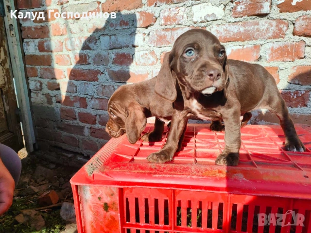 Продавам кученца, снимка 6 - Други - 53426117