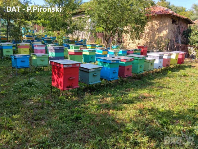 Пчелни отводки 2026г. цена за рамка ДБ, снимка 2 - За пчели - 53499553