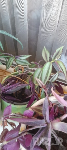Цветя - алое, традесканция трицветна и лилава, калезия, снимка 8 - Стайни растения - 52022033