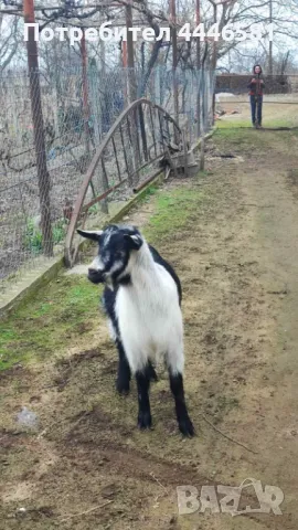 Коза и яре, снимка 1