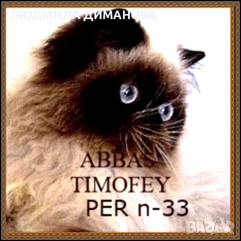 Екзотично момиче със сини очи. , снимка 8 - Персийска - 52833657