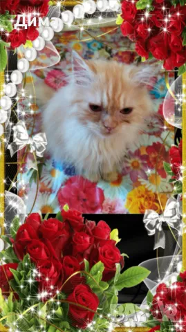  Ваксинирани персийски принцове дългокосмести разкошни подаръци с ЕС  паспорти,микрочипирани!, снимка 1