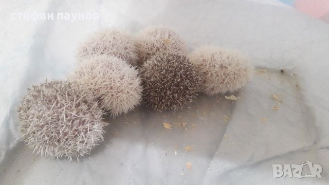 Таралежчета, снимка 3 - Таралеж - 37503190