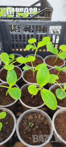 Отопление за оранжерия, разсадник, маса за разсад , парник.Сушилня!, снимка 13 - Стайни растения - 34264703